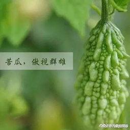 缺牙蔬菜爆料视频,视频爆料揭示惊人真相