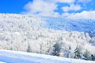 在线观看林海雪原,雪地奇缘，英雄传奇